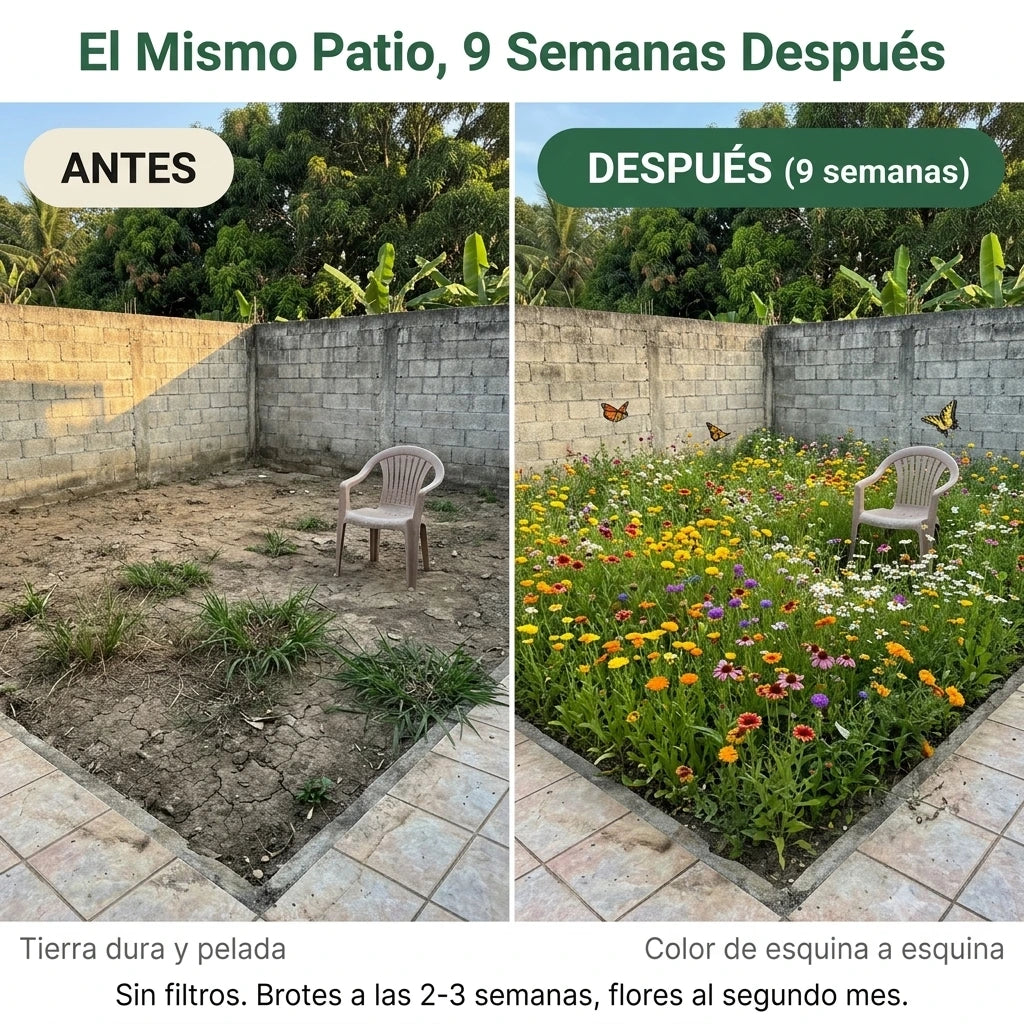 Milflores™ Colección de semillas de flores silvestres americanas raras (22 variedades)