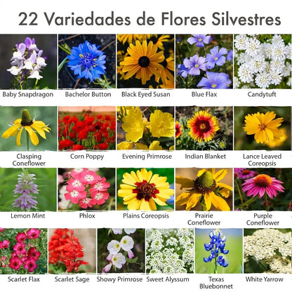 Milflores™ Colección de semillas de flores silvestres americanas raras (22 variedades)